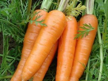 fresh good quality red delicious carrot
