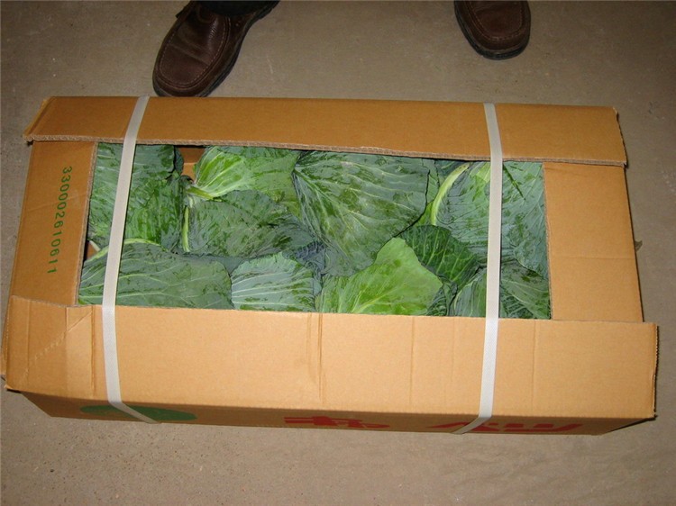 Chinese Fresh Cabbage Bulk Price