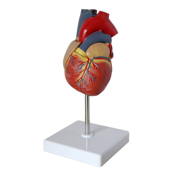 Anatomical Human Heart Model: An Essential Tool for Medical Education and Learning