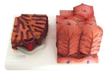 Microscopic anatomy of the liver model