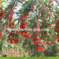 2017 New Harvest Dried Natrual Goji Berry