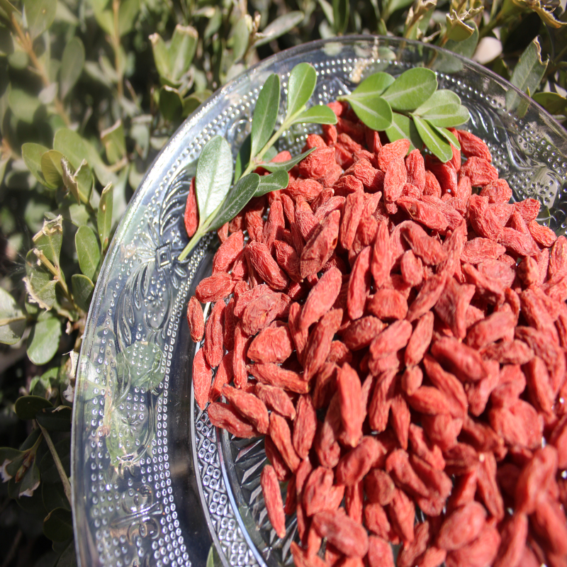 Hohe Ernährung Zertifizierte Goji für verlorenes Gewicht