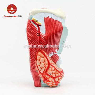 HM-BD-027 High quality PVC Laryngeal anatomic model Laryngeal anatomy model Human Laryngeal model