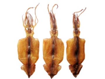 DRIED SQUID SEA OF JAPAN)