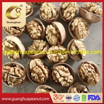 Best Quality New Crop 33 Type Walnut in Shell