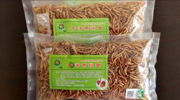 pet feed of yellow mealworms