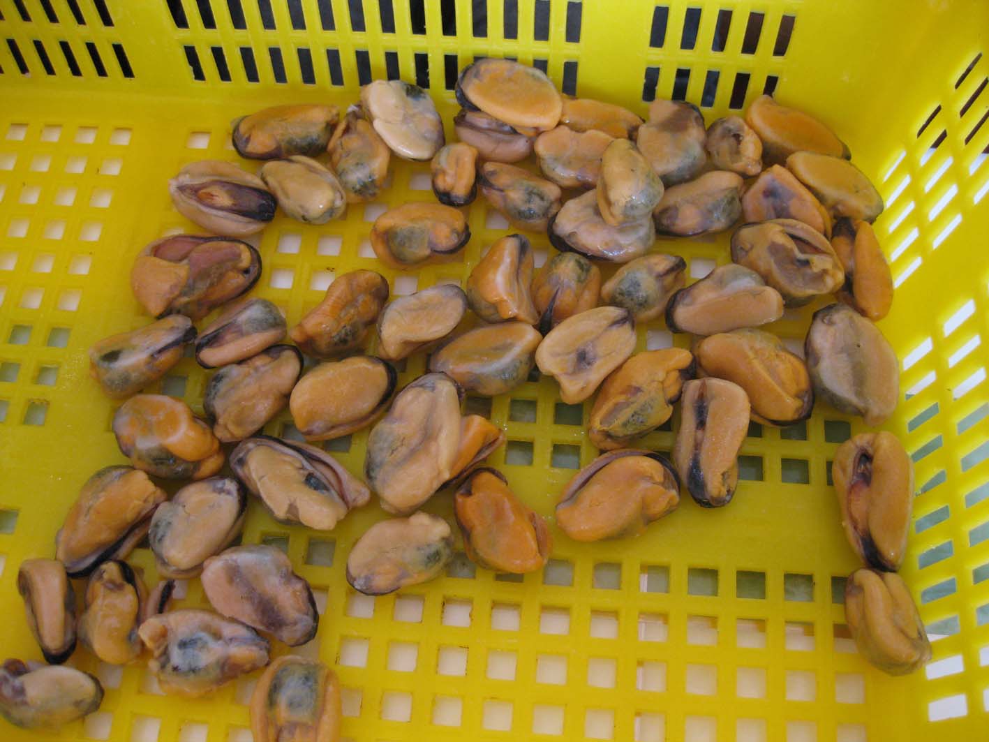 Frozen Fish In Season Frozen Iqf Blue Mussel Detail Frozen Mussel Meat