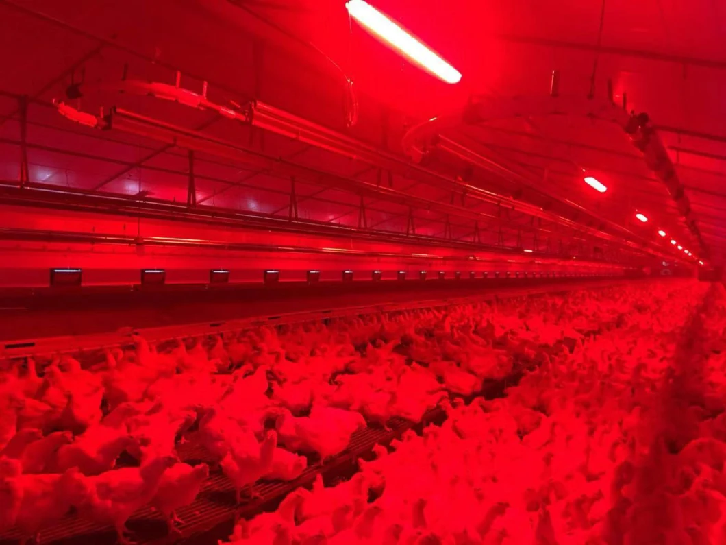 Meat Chicken Farm Lighting / Chicken Farm Equipment / Poultry LED Lighting