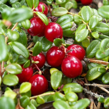 Grado cosmetico in polvere di estratto di uva ursina