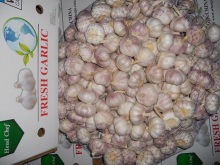 Supply All The Year Normal White Garlic