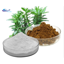 Organic Huperzia Serrata Extract 1% -99% Huperzine A