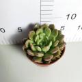 Sedeveria indoor living plants