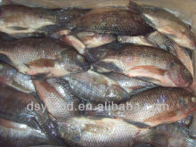 Frozen whole round Tilapia fish