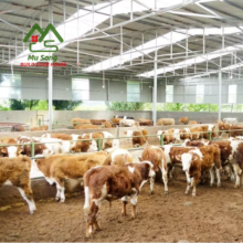 Modern Steel Structures: Innovative Goat and Sheep Sheds for Farming and Dairy Farms