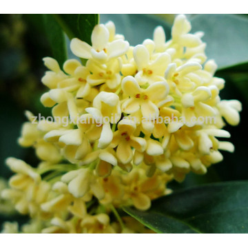 น้ำมันหอมระเหย osmanthus จากธรรมชาติบริสุทธิ์ 100% ระดับพรีเมียม