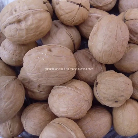 Hot Sales 2021 New Crop Walnut in Shell