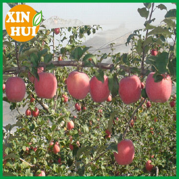 hdpe hail net apple hail net