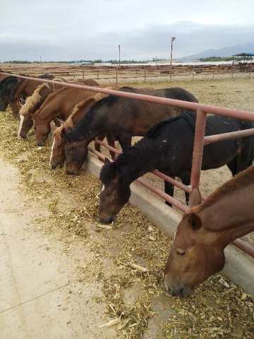 Pregnant Mare Urine (PMU)