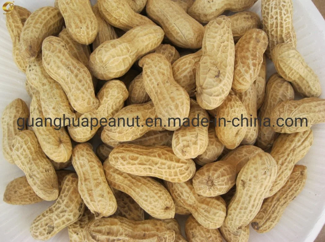 Bulk Price Peanut in Shell for Export New Crop