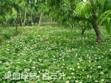 White clover grass seeds cost