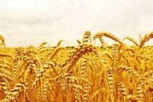 herbicides with glyphosate herbicides