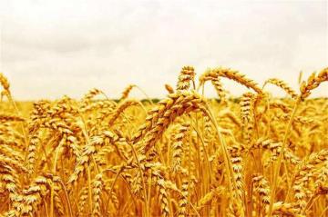 herbicides with glyphosate herbicides