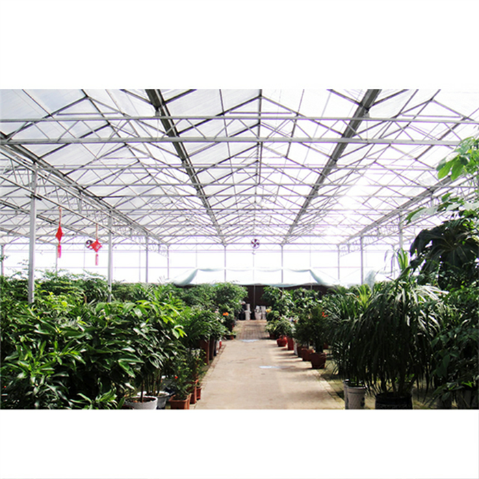 Venlo Greenhouse4