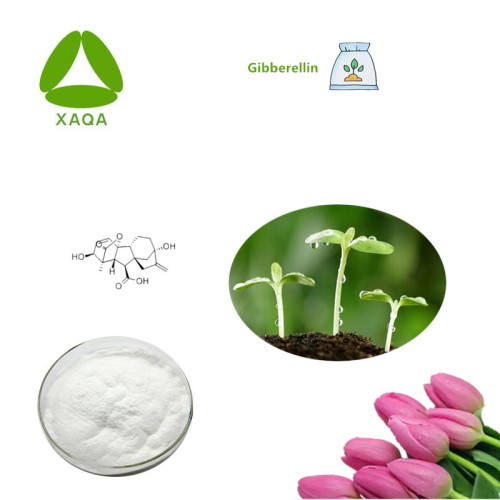 Material de crecimiento de plantas Gibberellin Powder CAS No.77-06-5