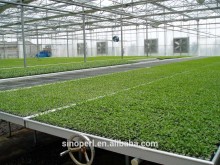 Expanded Perlite for Grow Seedings