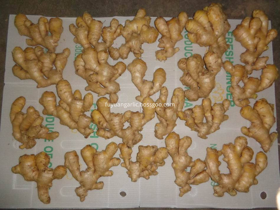 Air Dried Ginger35