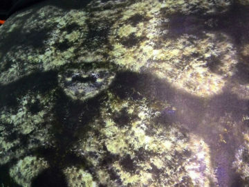 dry suit wetsuit surfing suit diving suit neoprene material neoprene rolls custom design polyester neoprene fabric camouflage