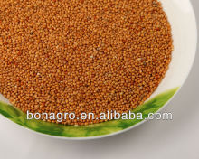 sell yellow broomcorn millet