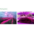 Nuove strisce luminose a LED per piante
