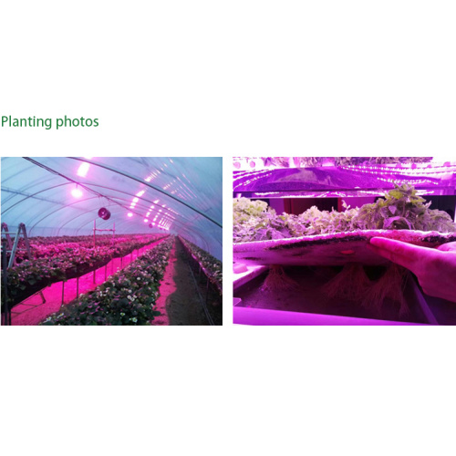 LED Grow Light 1000W Instalare pandantiv