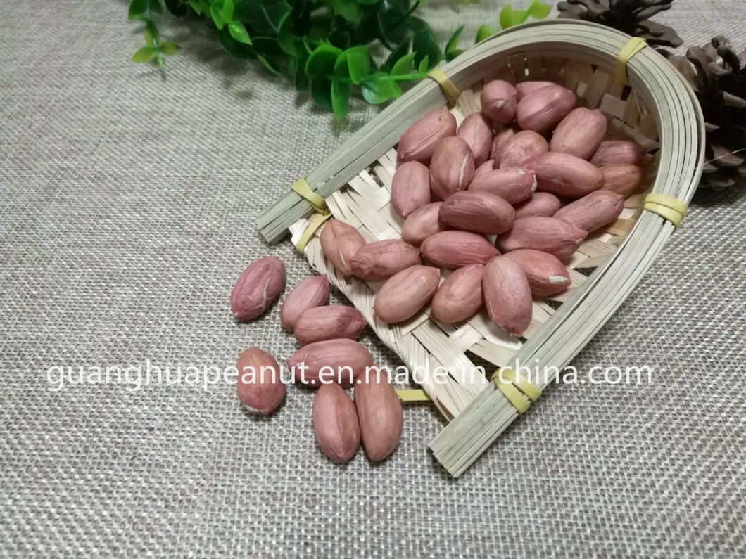 High Quality Shandong Long Peanut Kernels