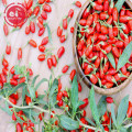 Wolfberry / Lycium Barbarum / Quả goji chất lượng cao