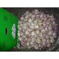 how to store fresh garlic 2019