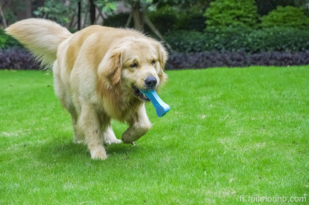 Jouets pour chiens Jouet dentaire pour chien