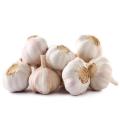 Super Grade White Garlic