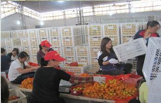 Chinese Red Newhall Fresh Mandarin Oranges 30mm - 55mm Cont