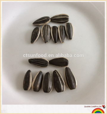 sunflower seed market price organic sunflower seeds sunflower seed ton price