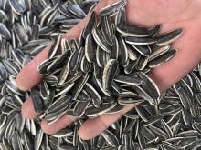 sunflower seeds 630 sunflower seeds 630