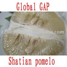 Sweet Fresh Shatian pomelo