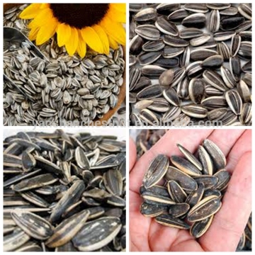 Sunflower Seed with Confectionary Grade