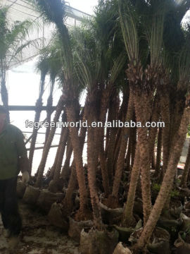 phoenix roebelenii indoor and outdoor palm trees