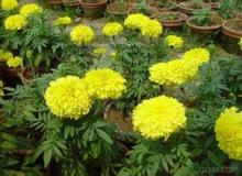 Beautiful F1 Marigold Seeds Tagetes erecta L. seeds For Growing
