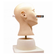SC--LV41 Advanced Ear Diagnostic Training Model: Medical Teaching Manikin for Clinical Mannequin Training