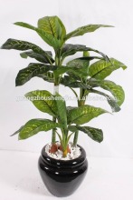 CHY030824 Landscaping decorative evergreen office decorative plants