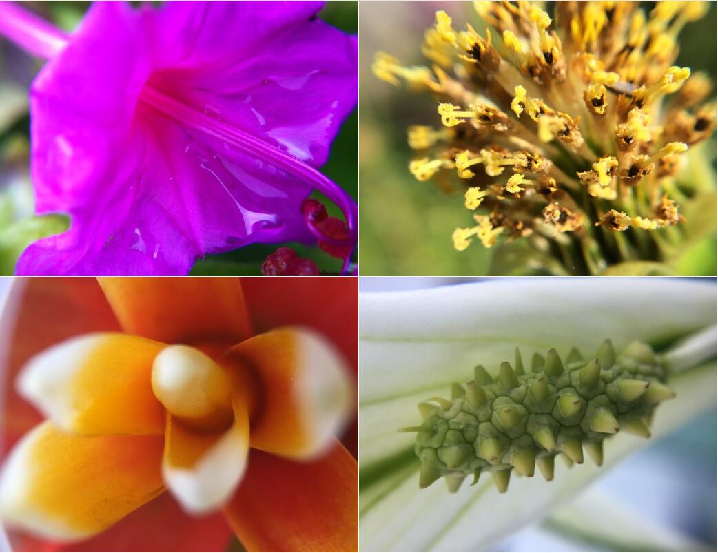 Magnifier Glass 10X Macro phone lens