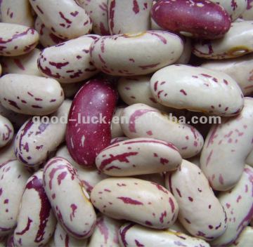 Light Speckled Kidney Beans Long Shape